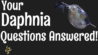 Daphnia Questions Answered [upl. by Abell]