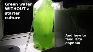 Green Water WITHOUT a Starter Culture  From Scratch  How To [upl. by Valera]